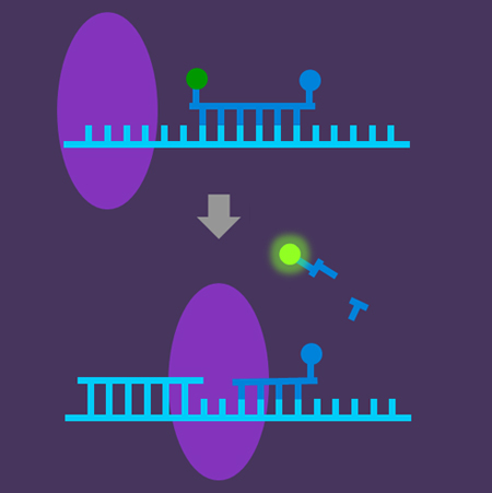 Omega Optical: aiding Covid testing.