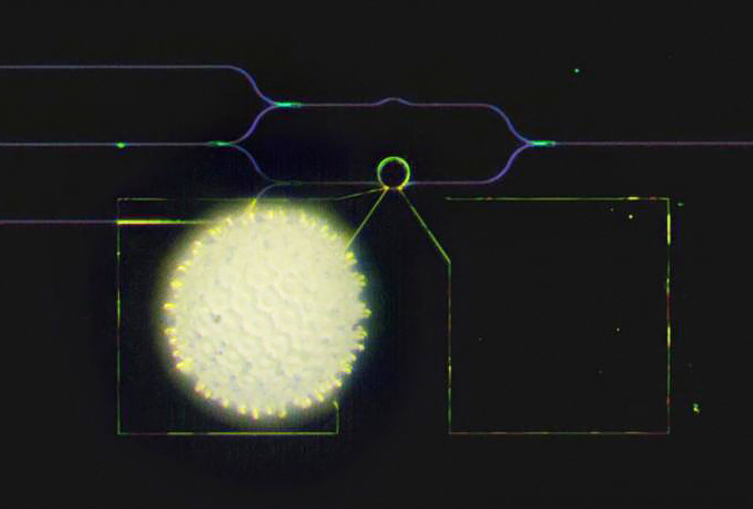 Visible-spectrum phase modulator: tinier than a morning glory grain of pollen.