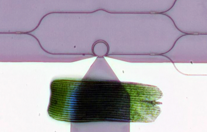 Visible-spectrum phase modulator; the ring at the center of a radius of 10µm.