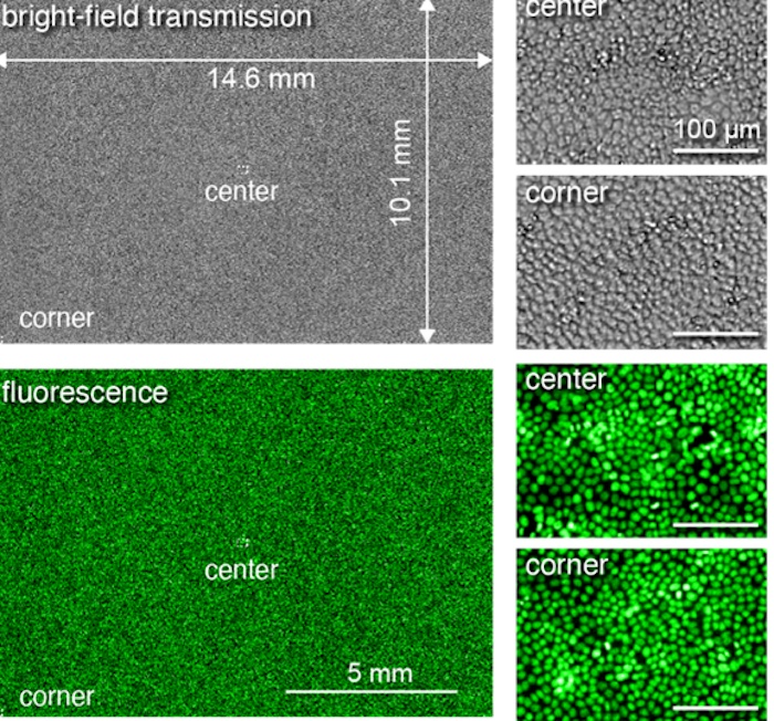 Broad view: more cells in sight