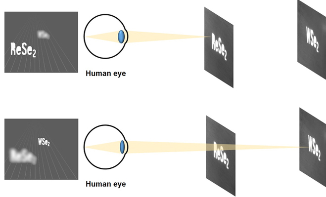 Schematic diagram of bio-application holograms. 