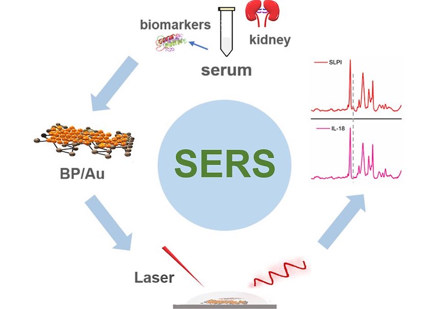 Biomarkers revealed: tested in bovine serum Biomarkers revealed: tested in bovine serum