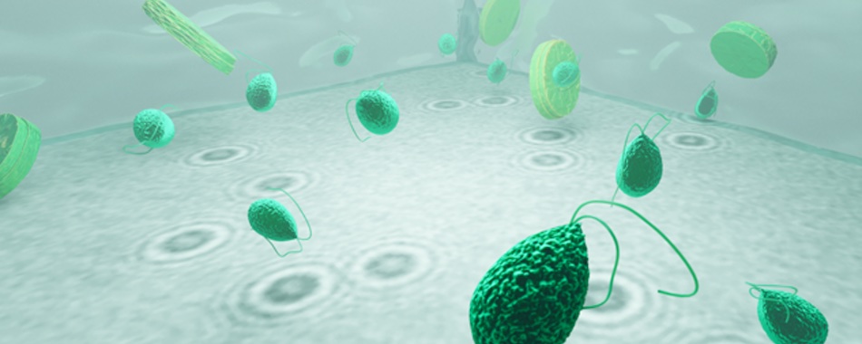 Ocean lifestyle: imaging microplankton