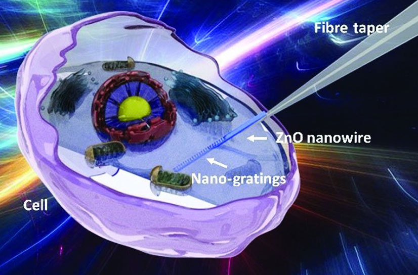 Death data: intracellular changes