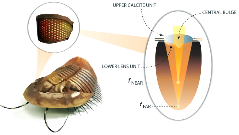 Inspired by the compound eyes of a trilobite.