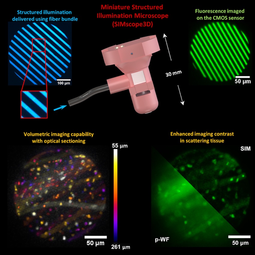 Brain activity: high contrast and resolution