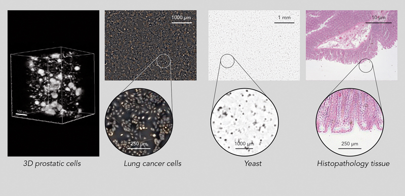 Observation of morphological characteristics of cellular tissues (> 100 µm), cells (> 5 µm) and bacteria (1 µm).