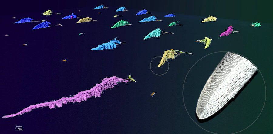 Plant life: growth dynamics Plant life: growth dynamics