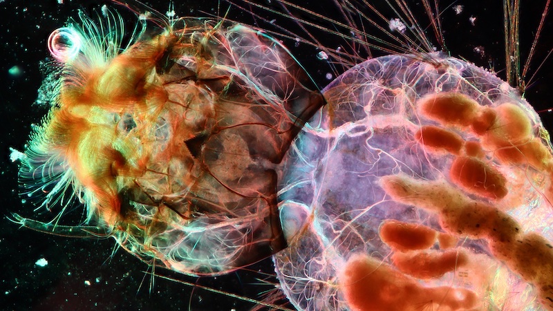 Head of mosquito larva