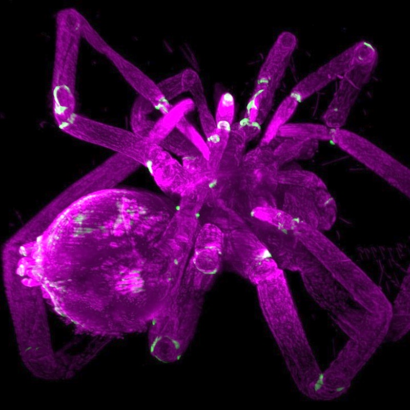 Optically cleared spider