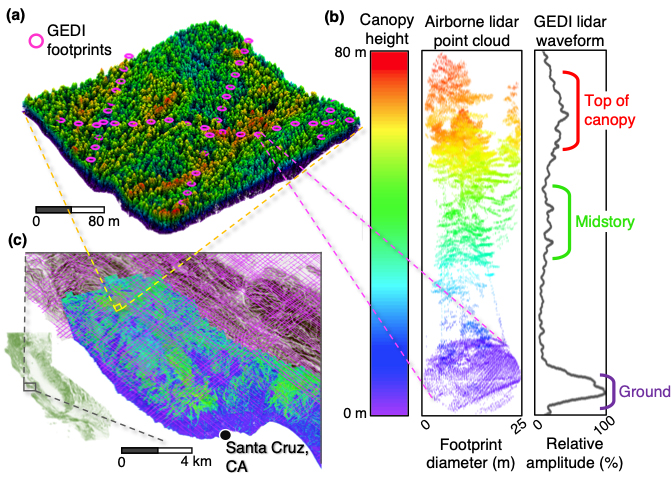 Study uses 3D waveform profiles of forest structure to model tree biodiversity.