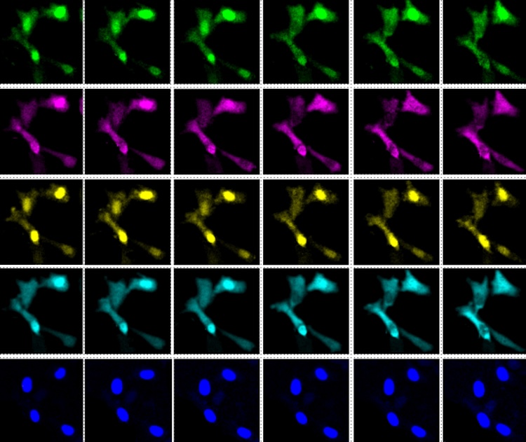 Light show: cell activity