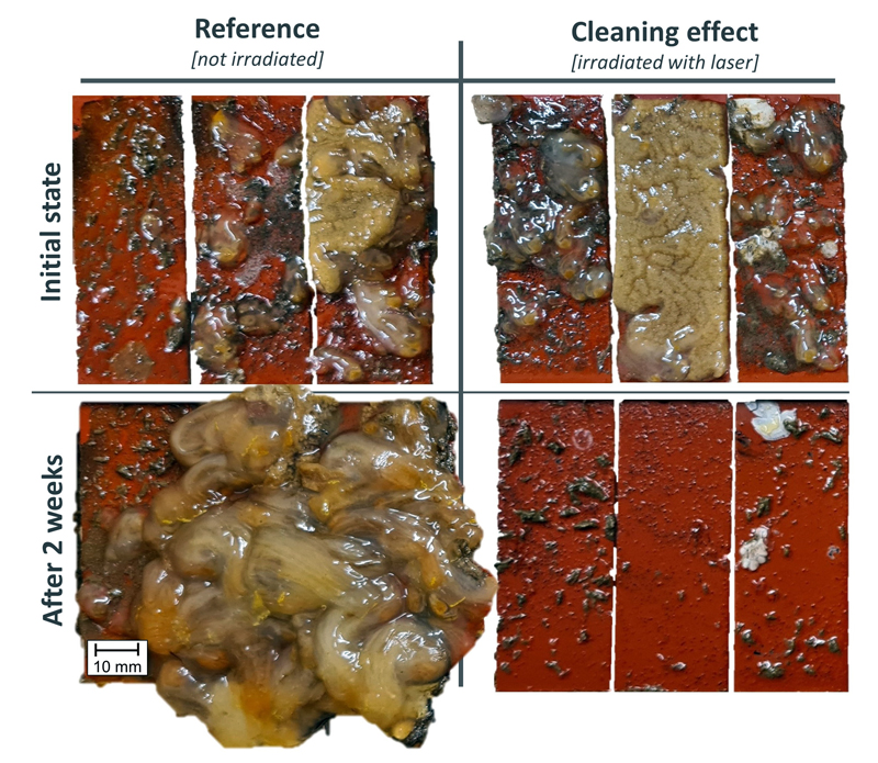 Compare and contrast: samples irradiated with the laser (R) – and not (L).