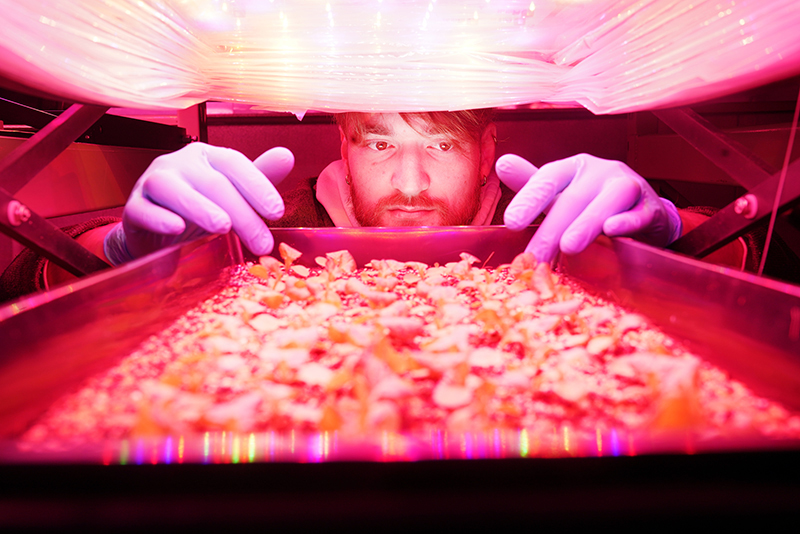 Michael Gildersleeve with lettuces grown under close-canopy LED lights.
