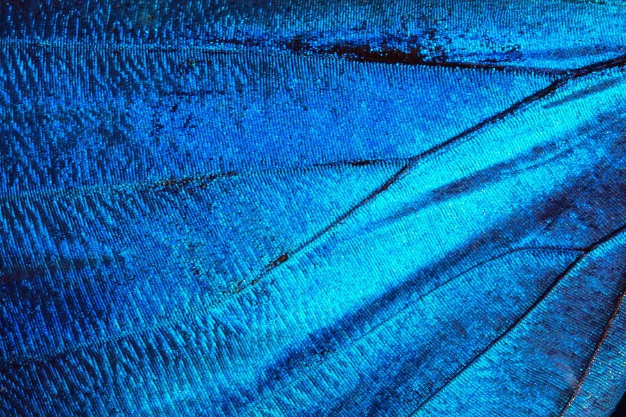 Natural methods: gyroid structures occur in some butterfly wings