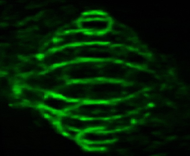 A  3D holographic object created in the lab of Federico Capasso.