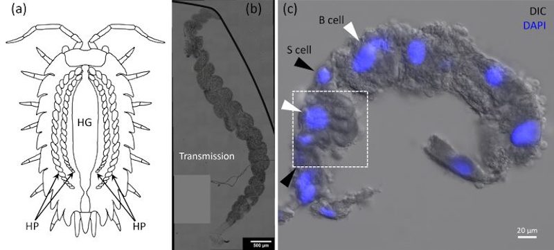Gut response: nanoparticles in woodlice
