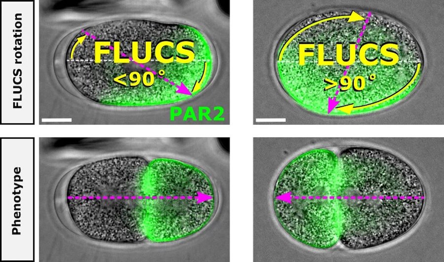 Move along: light induces movement of proteins