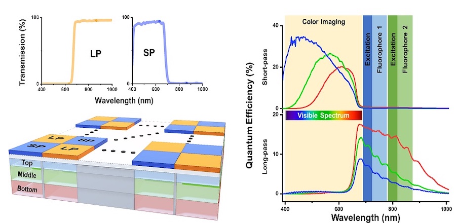 Animal design: vision sensor