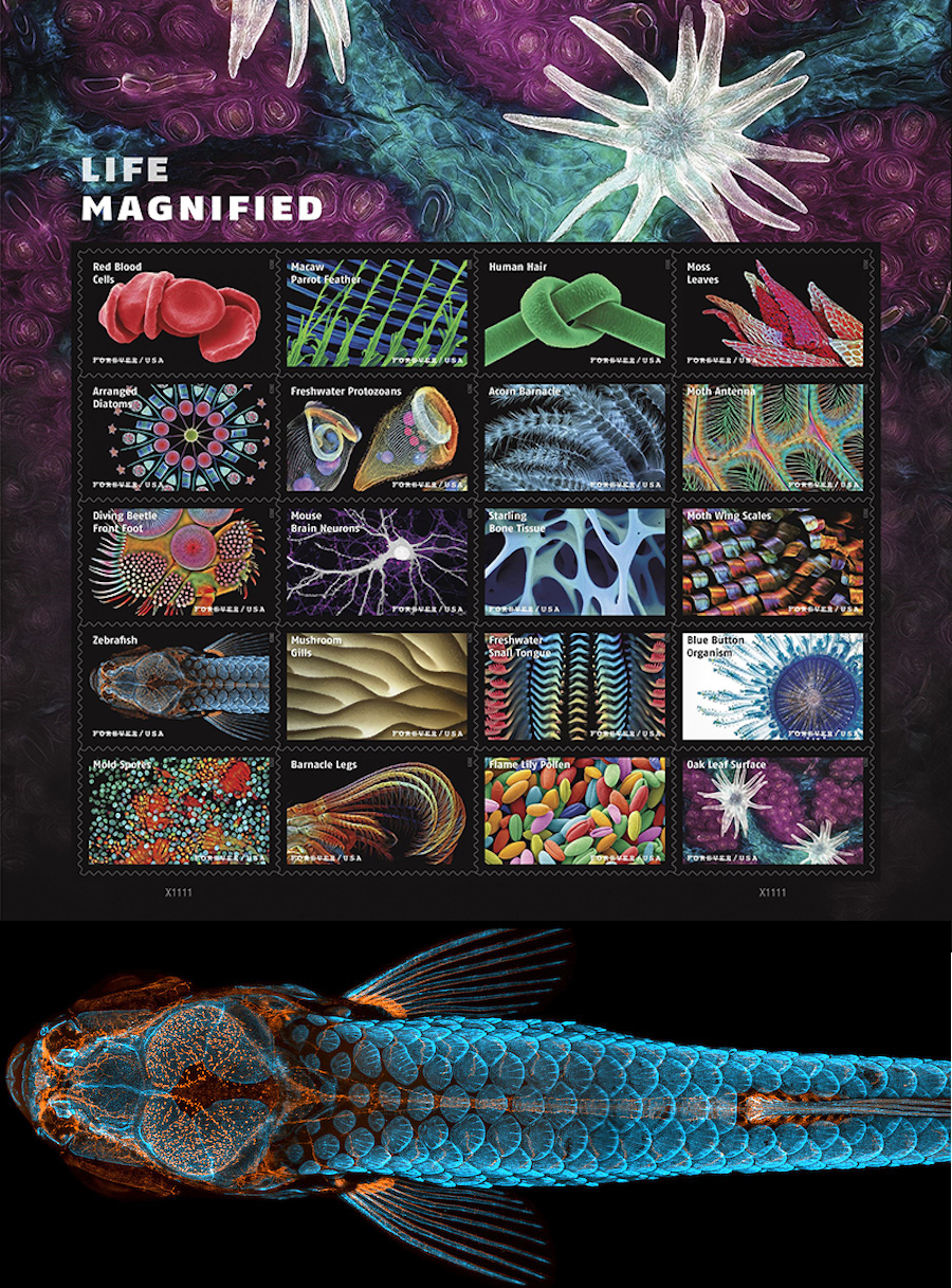 In the post: microscopy stamps