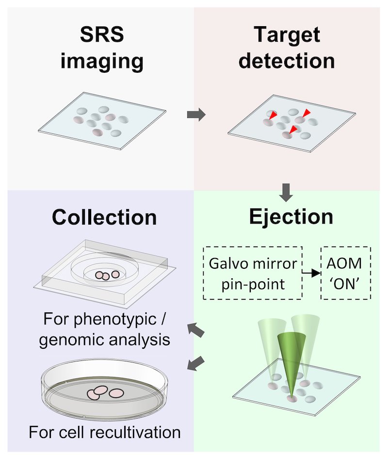 Stimulated sorting: Raman used to separate cells