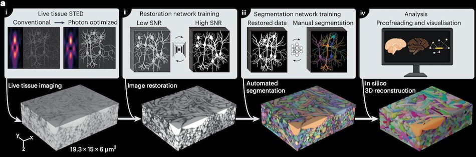 In like a LIONESS: reconstruction of living brain tissue
