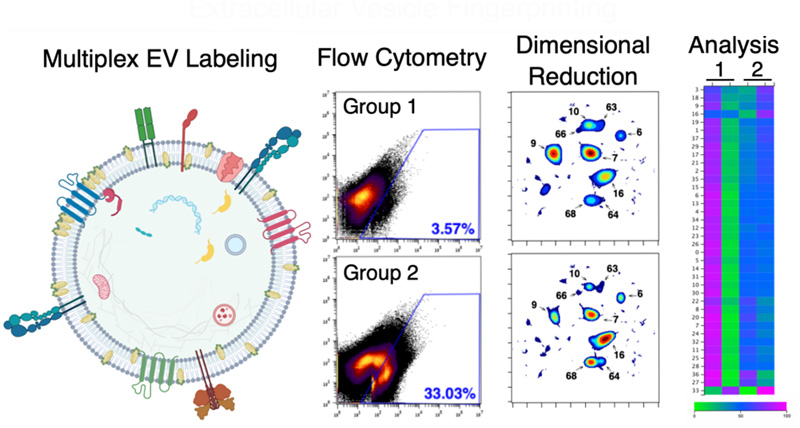 Extracellular vesicle fingerprinting technique. Click for info.