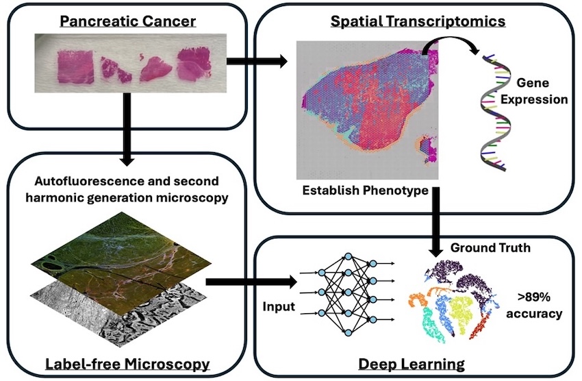 Signs of disease: phenotyping cancer