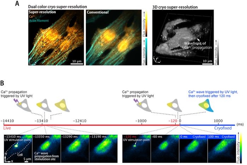 Arrested development: calcium ion wave