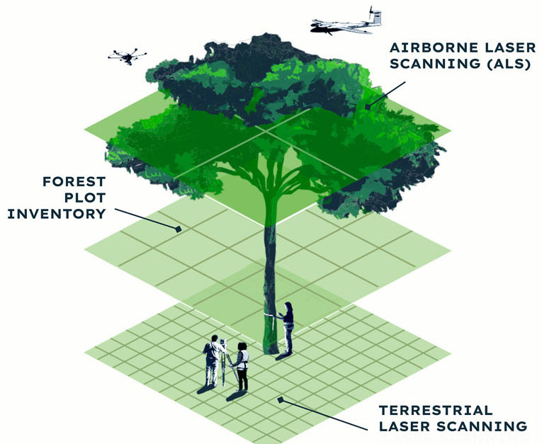 GEOTREES: lasers and drones assess health of world forests.