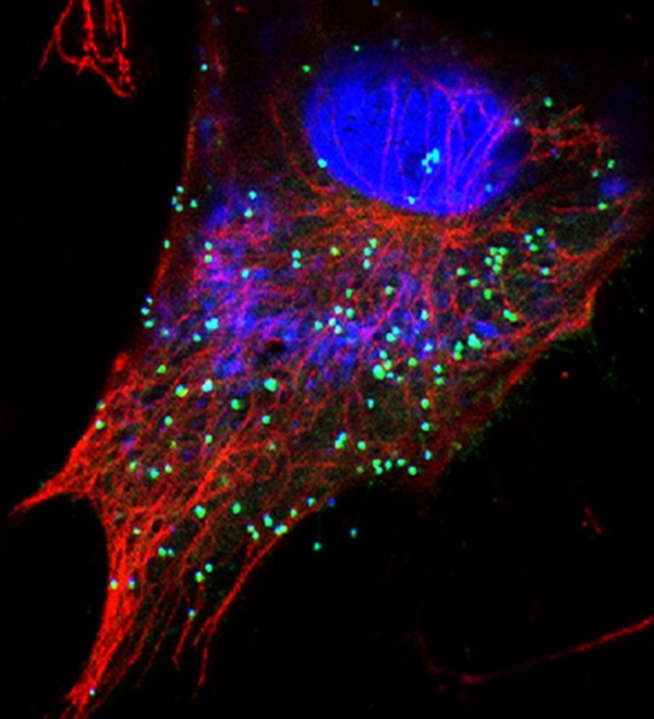 Fowlpox virus interaction Fowlpox virus interaction