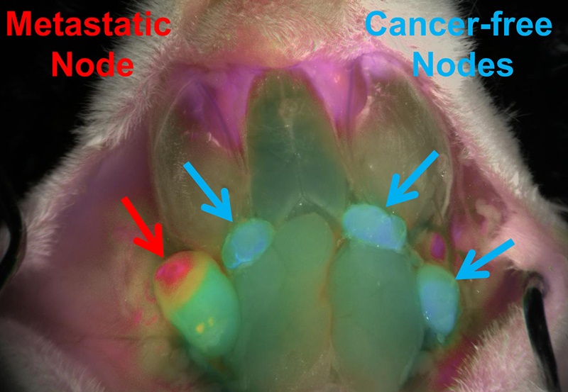 Imaging cancer spread in mice