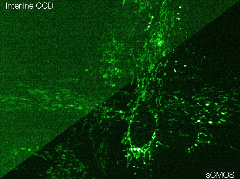 Neo sCMOS vs interline CCD comparison Neo sCMOS vs interline CCD comparison