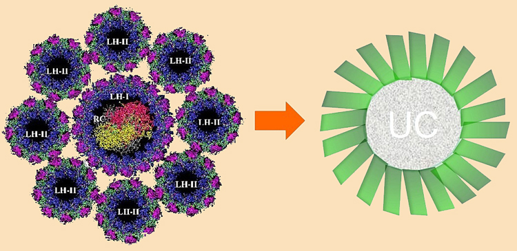 Harvest from the sun: Groningen and FOM's photosynthesis-inspired technique. Harvest from the sun: Groningen and FOM's photosynthesis-inspired technique.