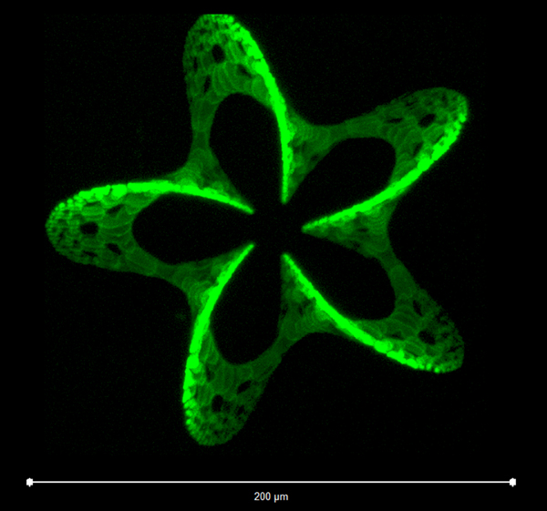Precision attachment: 3D pattern, produced by laser photo-grafting. 