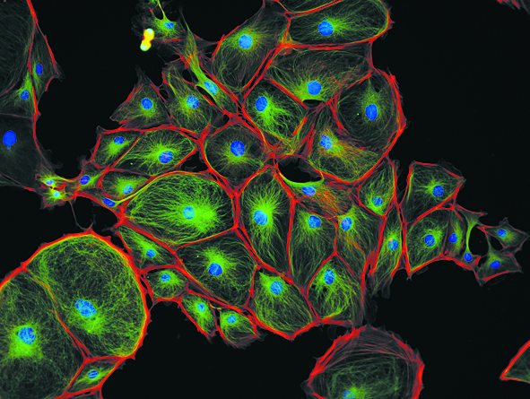 Olympus has detected a return to fundamental in vivo microscopy research.