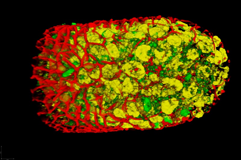 Imaging with Borealis Imaging with Borealis