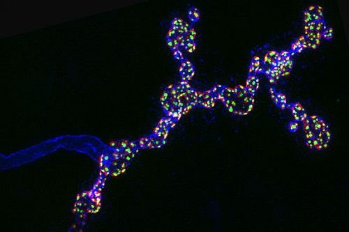 Synapses in super-resolution