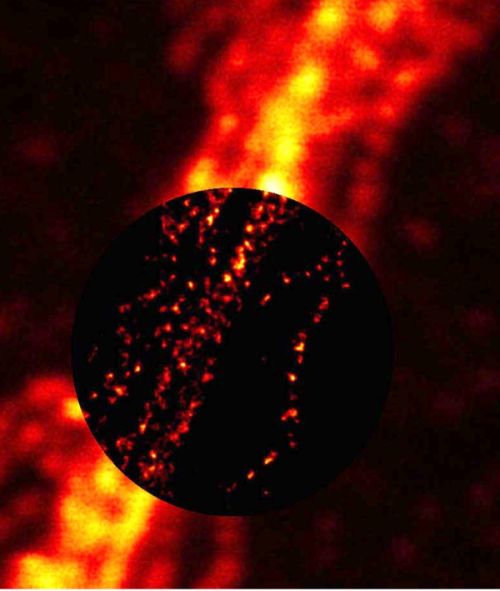 Beyond the limit: STED sees in greater detail Beyond the limit: STED sees in greater detail