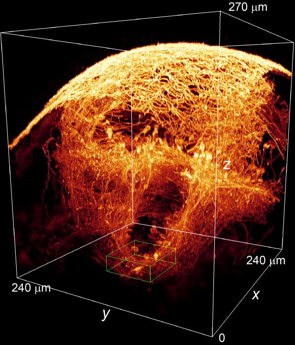 AO applied to zebrafish brains