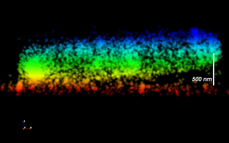Super-resolved: E. Coli bacterium
