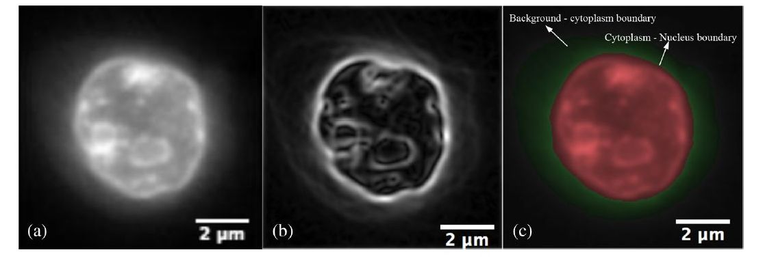 Cell-CT image analysis