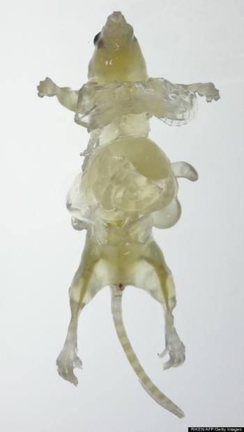 Quiet as a see-through mouse