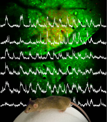 Neural activity recorded from neurons in the brain of an awake mouse.  