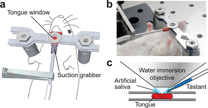 Lab set-up for taste experiment.