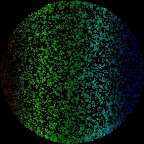 Big data: parallelized multispectral imaging