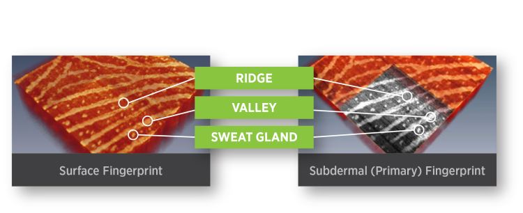 True identity: the primary fingerprint