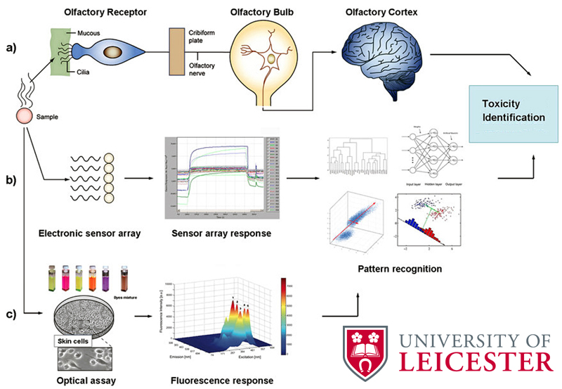 Schematic representation of sensing systems: (a) human olfactory system, (b) electronic analogue and (c) Leicester's optical analogue. Schematic representation of sensing systems: (a) human olfactory system, (b) electronic analogue and (c) Leicester's optical analogue.