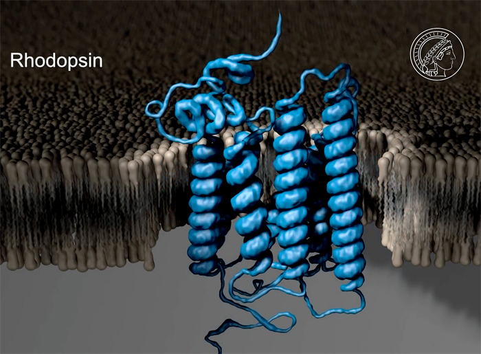 The light sensor in the photoreceptors of the human eye is a rhodopsin.