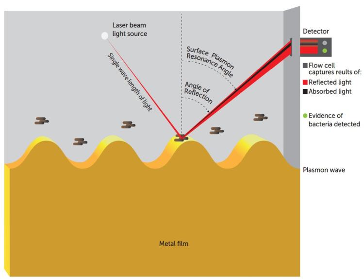 Spotting Legionella via surface plasmon resonance
